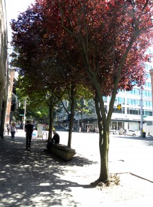 First Avenue Cherry tree and bench